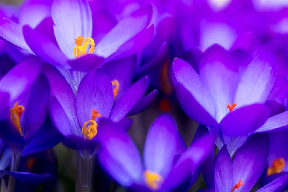 Εικόνα λουλουδιών σαφράν - 120x80