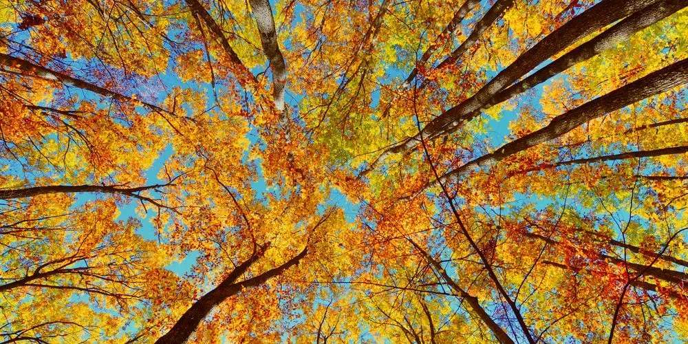 Εικόνα από φθινοπωρινές κορυφές δέντρων - 100x50