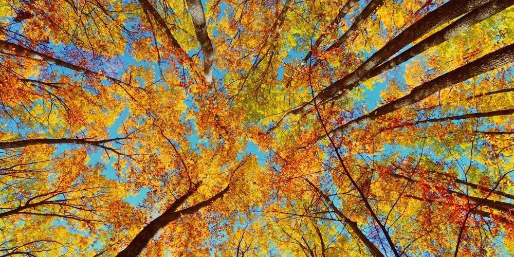 Εικόνα από φθινοπωρινές κορυφές δέντρων