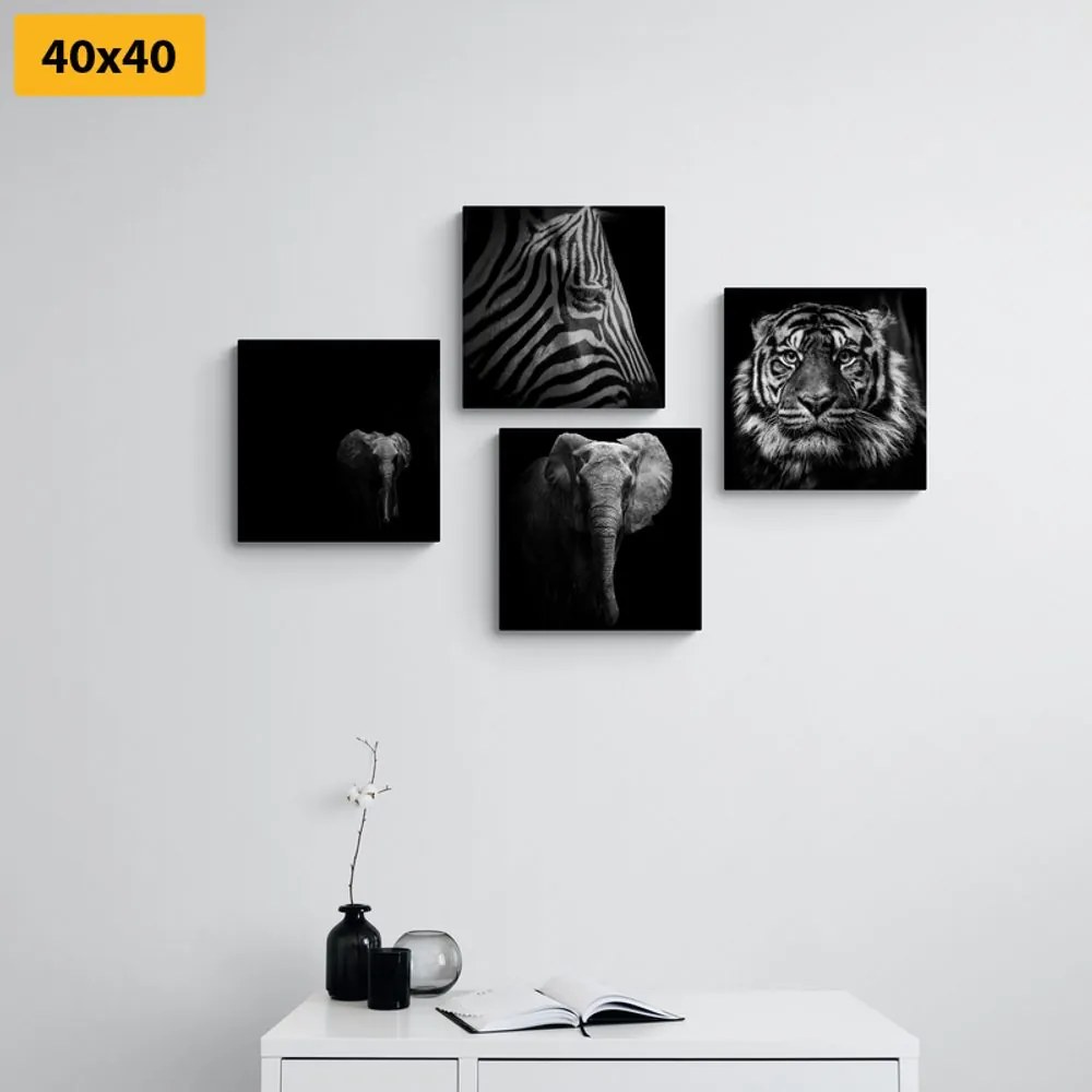 Σετ εικόνων με ζώα σε ασπρόμαυρο στυλ - 4x 40x40