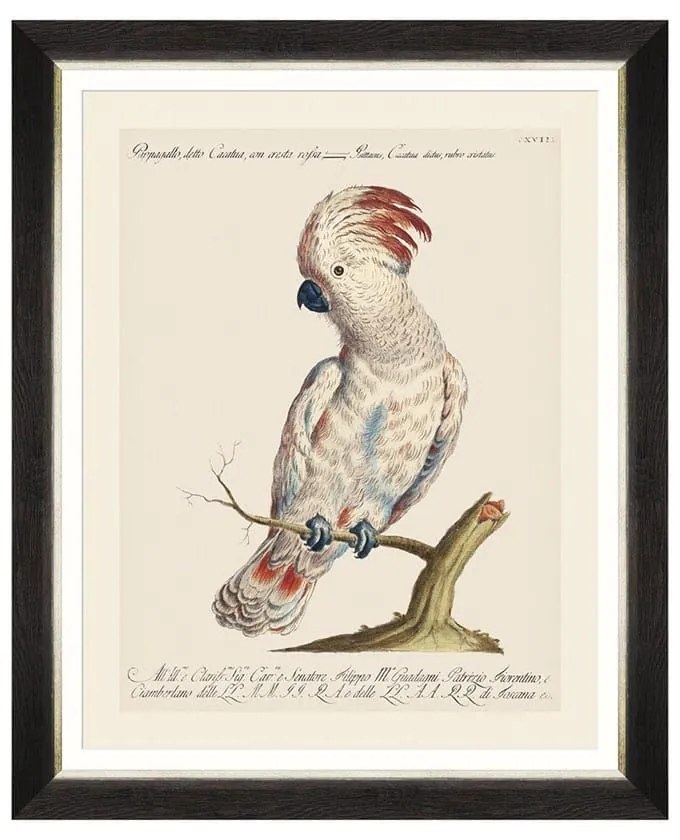 Κάδρο Parrots Of Brazil VIII FA13218 40X50 MindTheGap Οριζόντιοι Wood