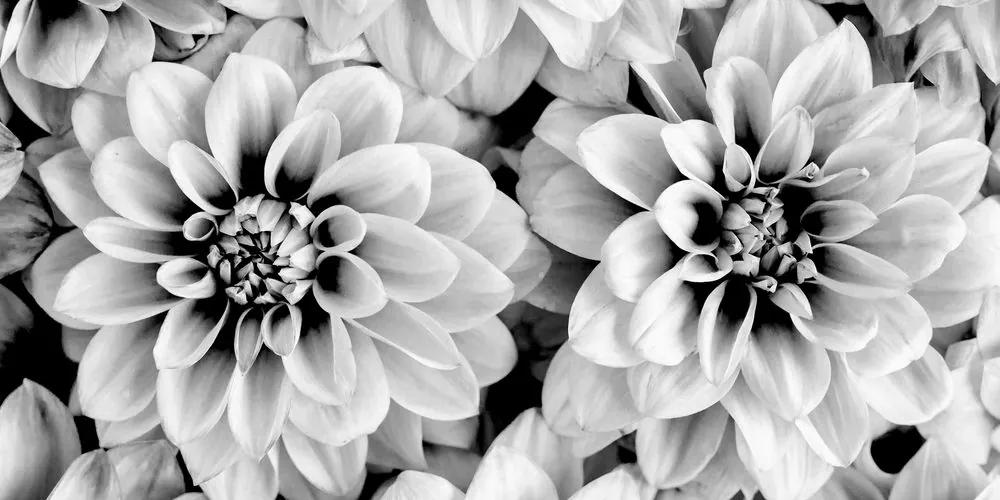 Εικόνα λουλουδιών ντάλιας σε μαύρο & άσπρο - 120x60