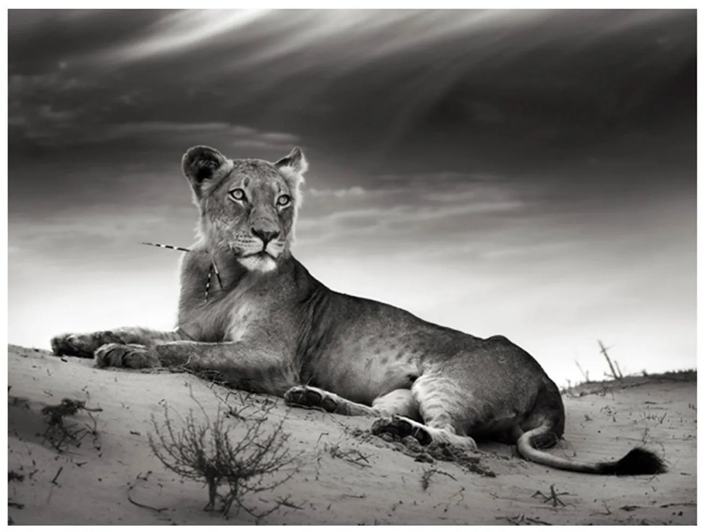 Φωτοταπετσαρία - Black and white lioness 200x154