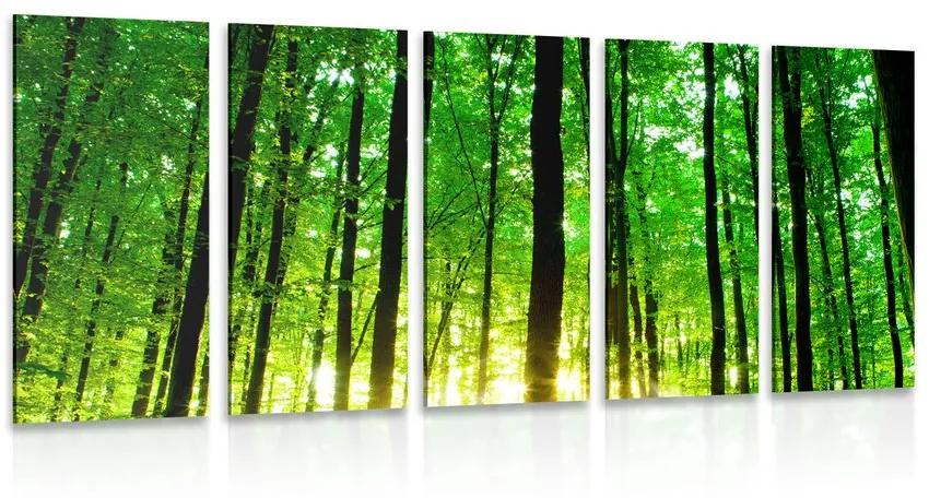Εικόνα 5 μερών πράσινο δάσος
