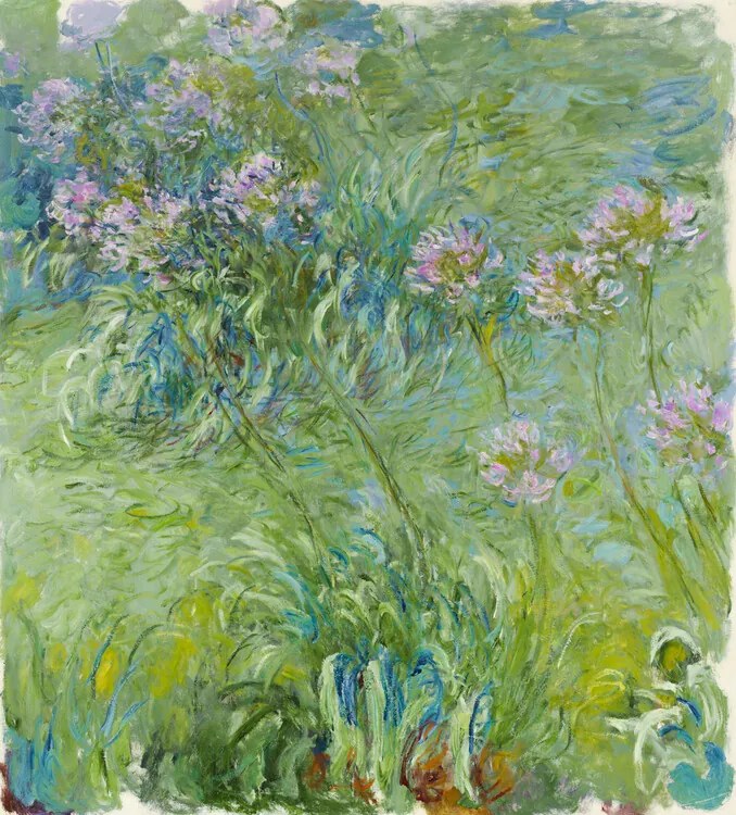 Αναπαραγωγή Agapanthus (1914–26), Claude Monet