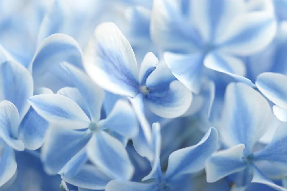 Εικόνα λουλουδιών ορτανσίας σε μπλε λευκή απόχρωση - 120x80