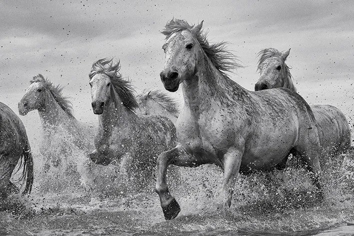 Αφίσα Pferde - Camargue Horses, (91.5 x 61 cm)
