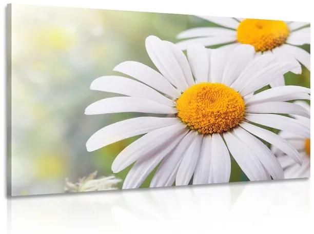 Εικόνα λουλουδιών μαργαρίτας - 60x40