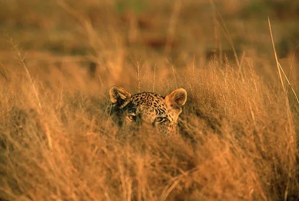 Φωτογραφία Leopard (Panthera pardus) hiding in grass, Africa, Martin Harvey