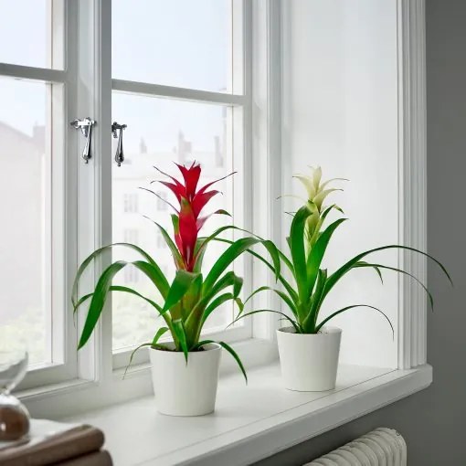 GUZMANIA φυτό σε γλάστρα/φυτό Γκουζμάνια, 9 cm 705.553.98