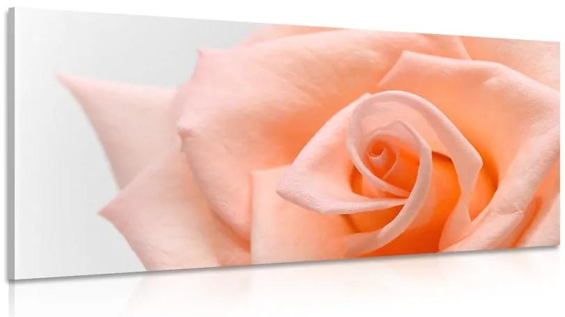 Εικόνα τριαντάφυλλο ροδάκινου - 120x60
