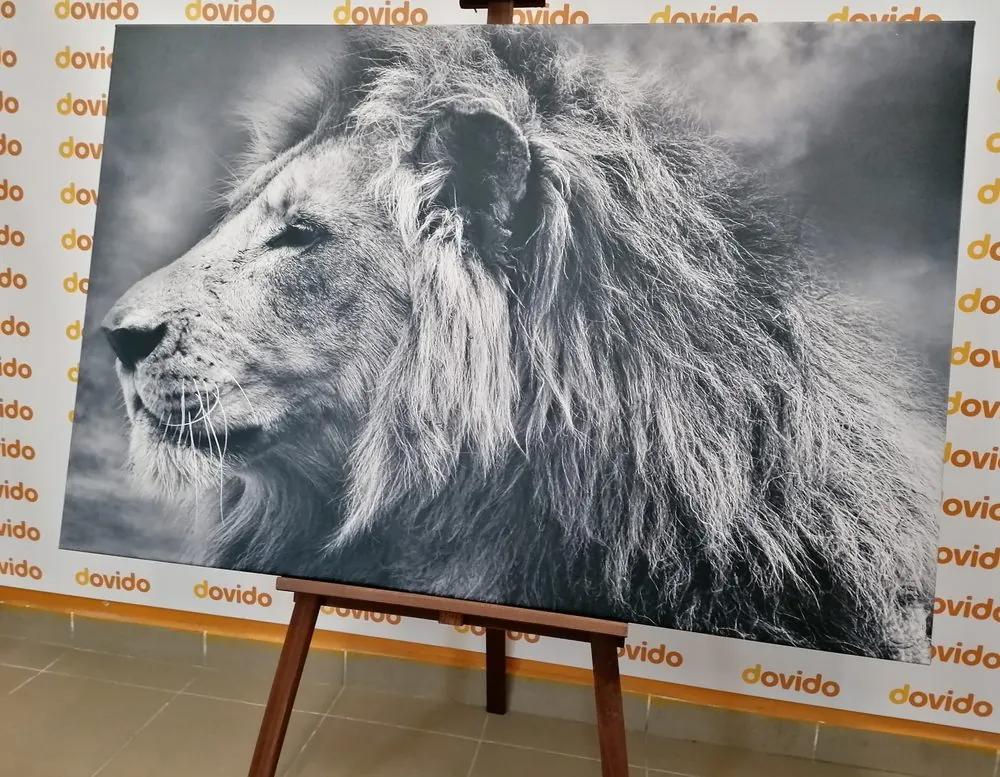 Εικόνα αφρικανικού λιονταριού σε ασπρόμαυρο