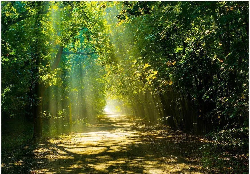 Αυτοκόλλητη φωτοταπετσαρία - Road in Sunlight - 343x245