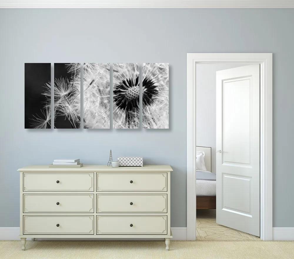 5 μέρη εικόνα σπόροι πικραλίδας σε μαύρο & άσπρο - 200x100