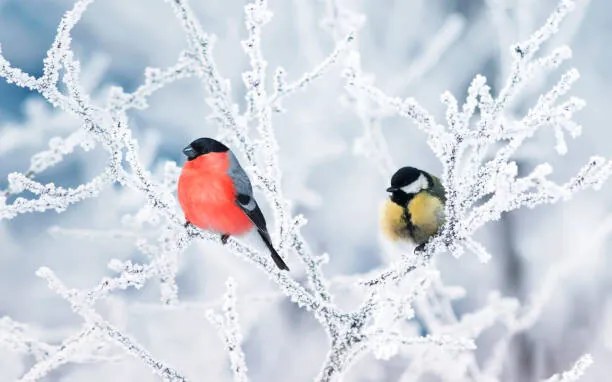 Φωτογραφία two birds bullfinch and titmice sit, Nataba