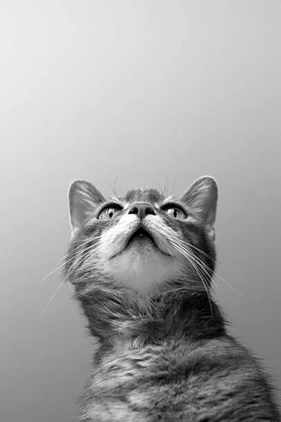 Φωτογραφία a cat on grey background, Zoonar RF