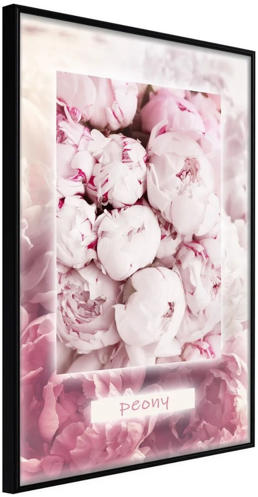 Αφίσα - Scent of Peonies - 30x45 - Μαύρο - Χωρίς πασπαρτού