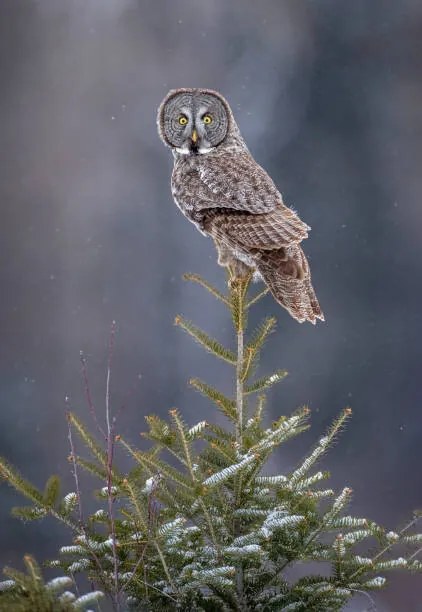 Φωτογραφία Tree Top Great Gray Owl, Scott Suriano