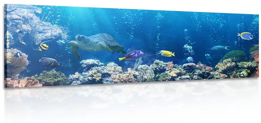 Εικόνα τροπικά ψάρια - 150x50