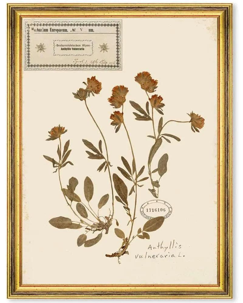 Κάδρο Herbarium Alpinium V FA13459 35x50cm Multi MindTheGap Κάθετοι Ξύλο,Γυαλί