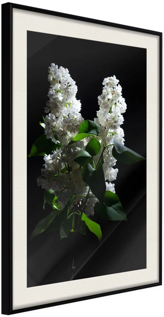 Αφίσα - White Lilac - 30x45 - Μαύρο - Με πασπαρτού