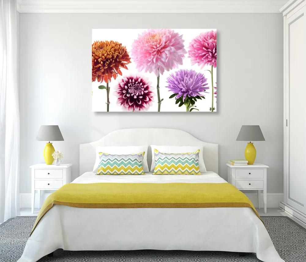 Εικόνα λουλούδια ντάλιας σε πολύχρωμο σχέδιο - 60x40