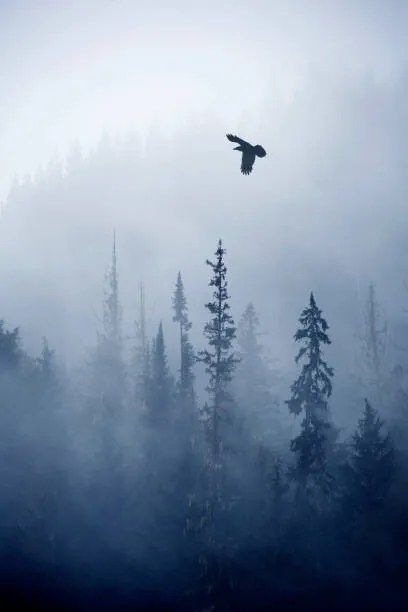 Φωτογραφία View of forest on cold foggy day, Grant Faint