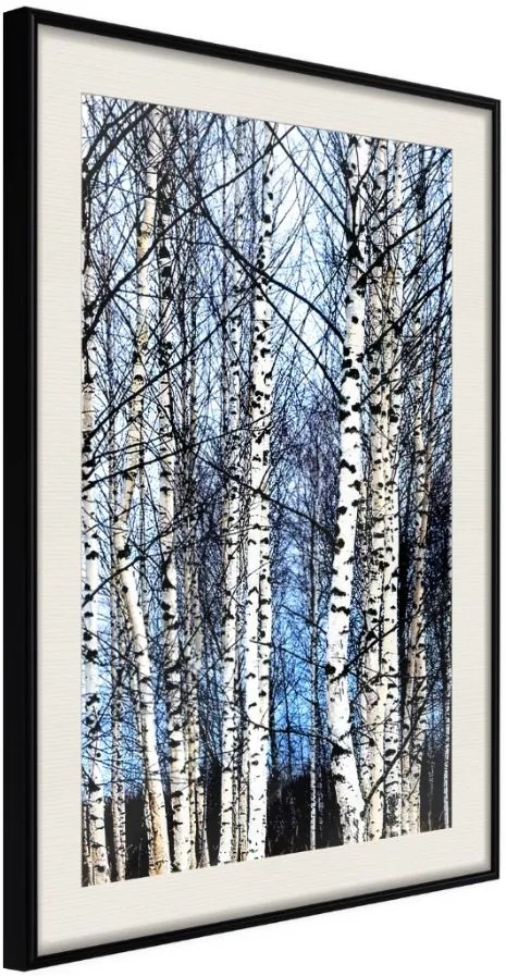 Αφίσα - Winter Birch Trees - 20x30 - Μαύρο - Με πασπαρτού