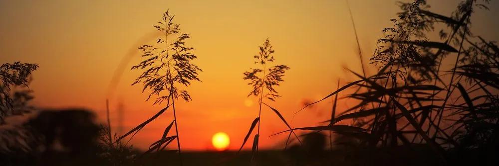 Εικόνα λεπίδες χόρτου στο ηλιοβασίλεμα - 120x40