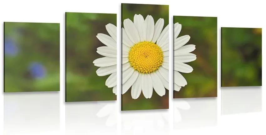 Εικόνα 5 μερών λουλούδι μαργαρίτας - 200x100
