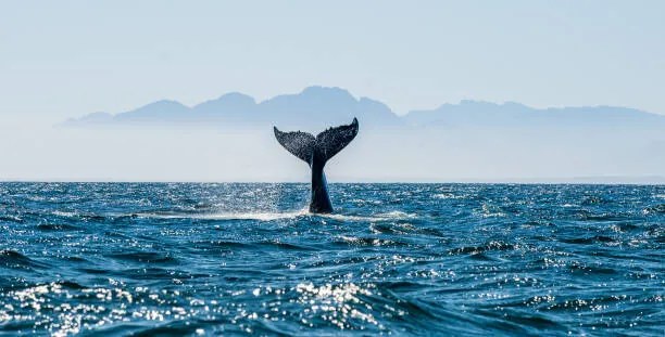 Φωτογραφία Seascape with Whale tail., USO