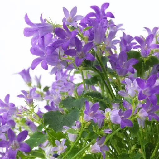 CAMPANULA φυτό σε γλάστρα/Καμπανούλα, 10.5 cm 705.930.79