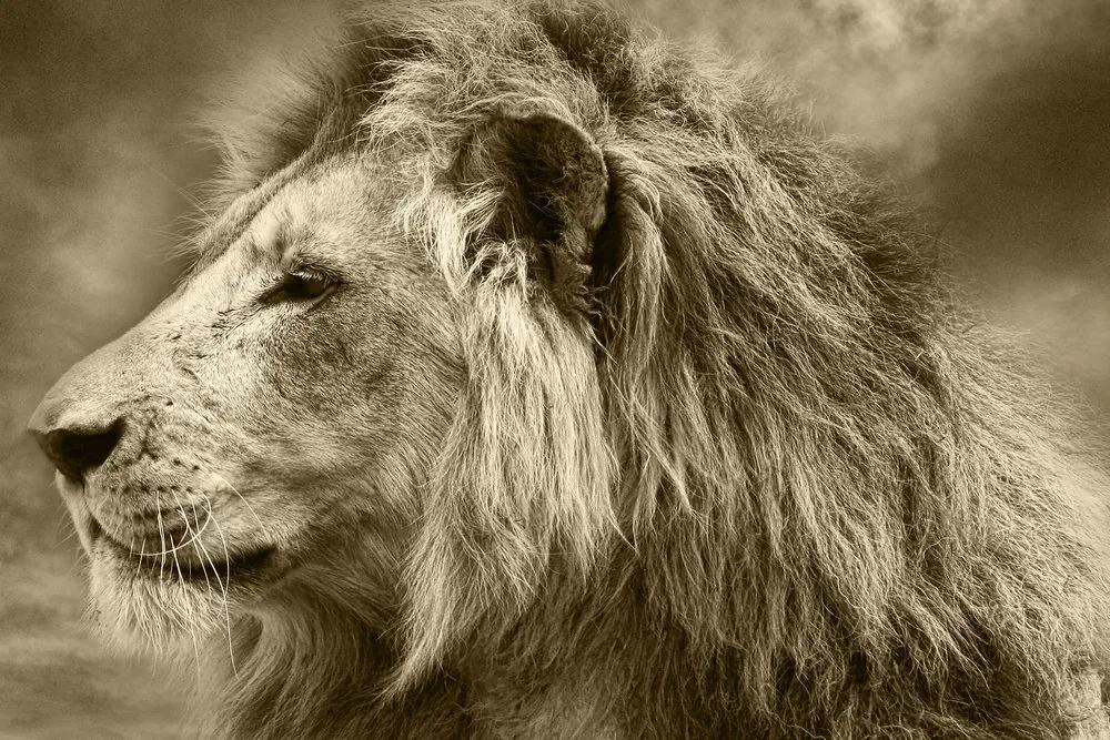 Εικόνα ενός αφρικανικού λιονταριού στη σέπια