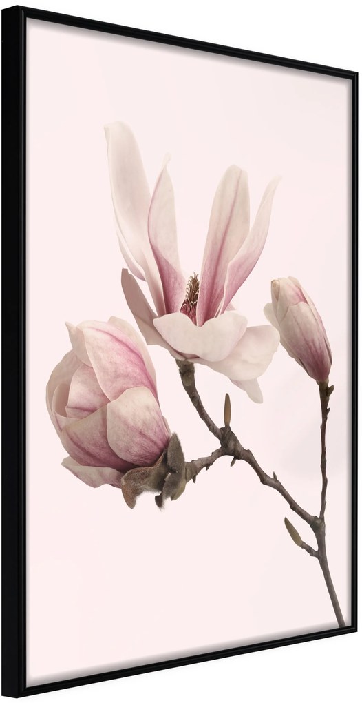 Αφίσα - Blooming Magnolias II - 20x30 - Μαύρο - Χωρίς πασπαρτού