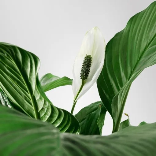 SPATHIPHYLLUM φυτό σε γλάστρα, κρίνος 601.449.01