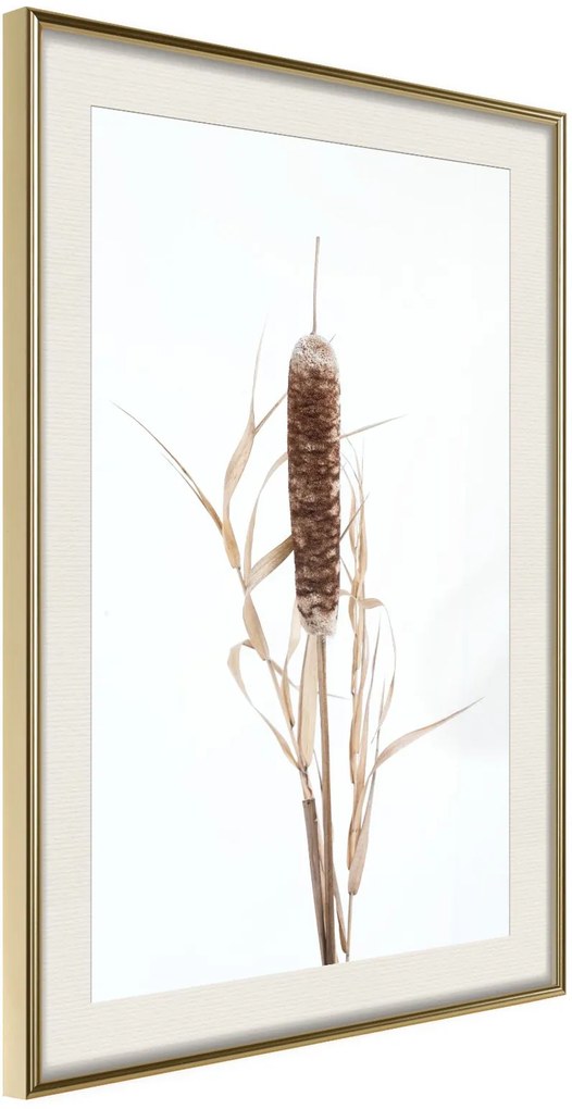 Αφίσα - Typha - 30x45 - Χρυσό - Με πασπαρτού