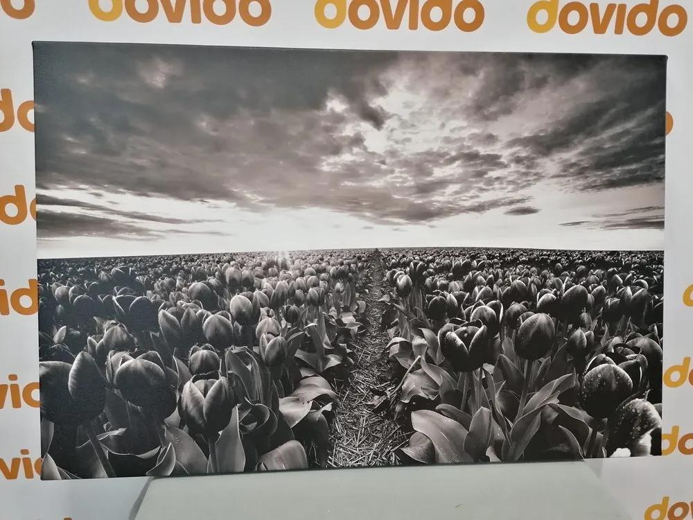 Εικόνα της ανατολής του ηλίου πάνω από ένα λιβάδι με τουλίπες σε μαύρο και άσπρο - 60x40