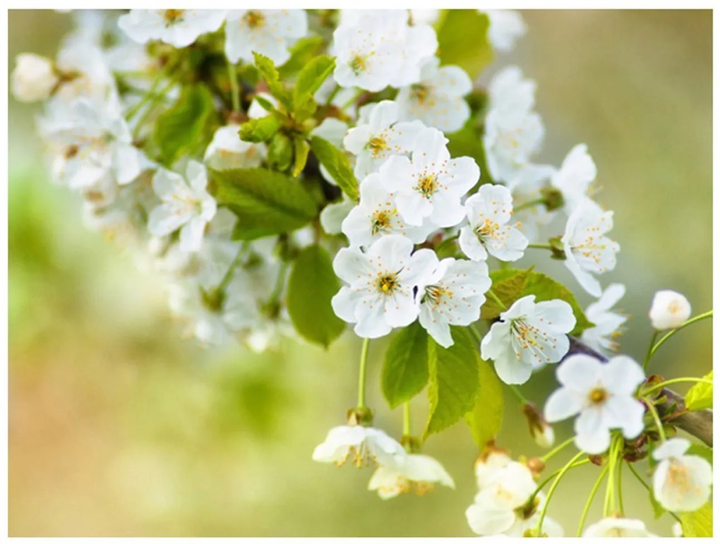 Φωτοταπετσαρία - Beautiful delicate cherry blossoms 250x193