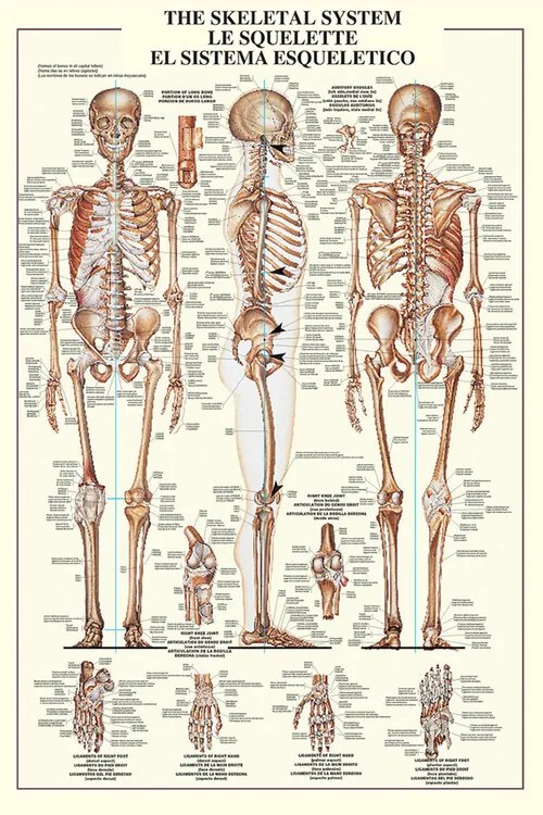 Αφίσα The skeleteal system