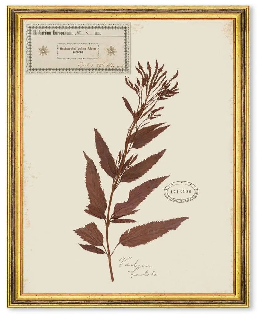 Κάδρο Herbarium Alpinium X FA13464 35x50cm Multi MindTheGap Κάθετοι Wood, Glass