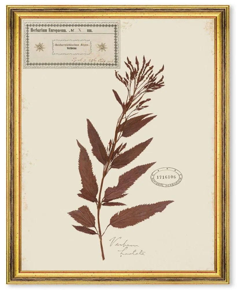 Κάδρο Herbarium Alpinium X FA13464 35x50cm Multi MindTheGap Vertical Ξύλο,Γυαλί