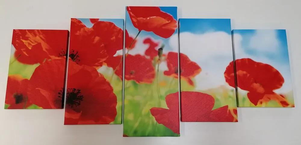 5 μέρος εικόνα λουλούδια παπαρούνας στο λιβάδι - 100x50