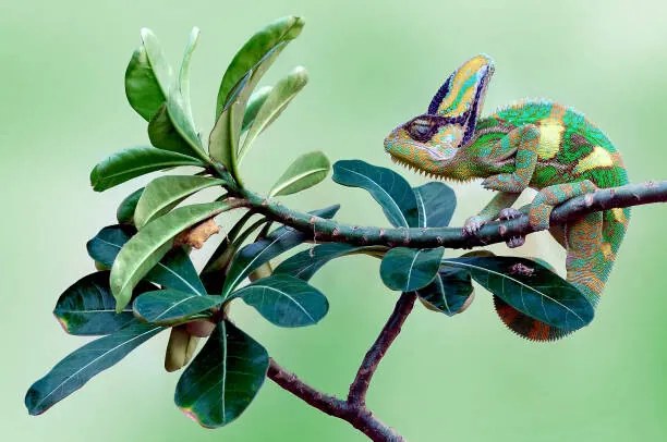 Φωτογραφία Veiled chameleon sitting on a branch, Indonesia, anisah_priyadi