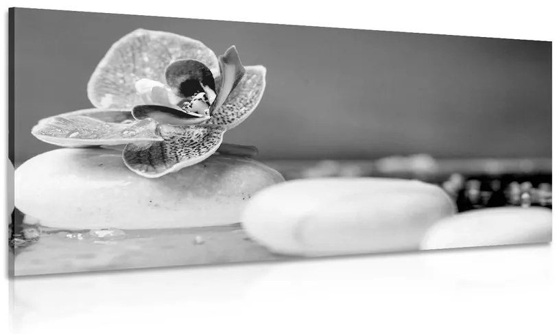 Εικόνα πέτρες Zen και ορχιδέα σε ασπρόμαυρο