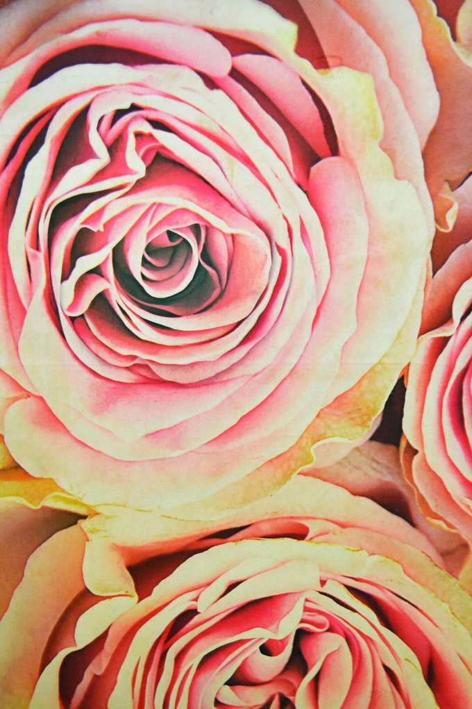 Χαλί Heaven 5408 Pink 160X230cm