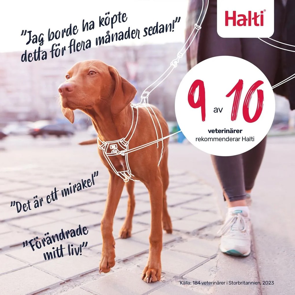 Λουρί Σκύλου Company of Animals FOREST Πράσινο 20