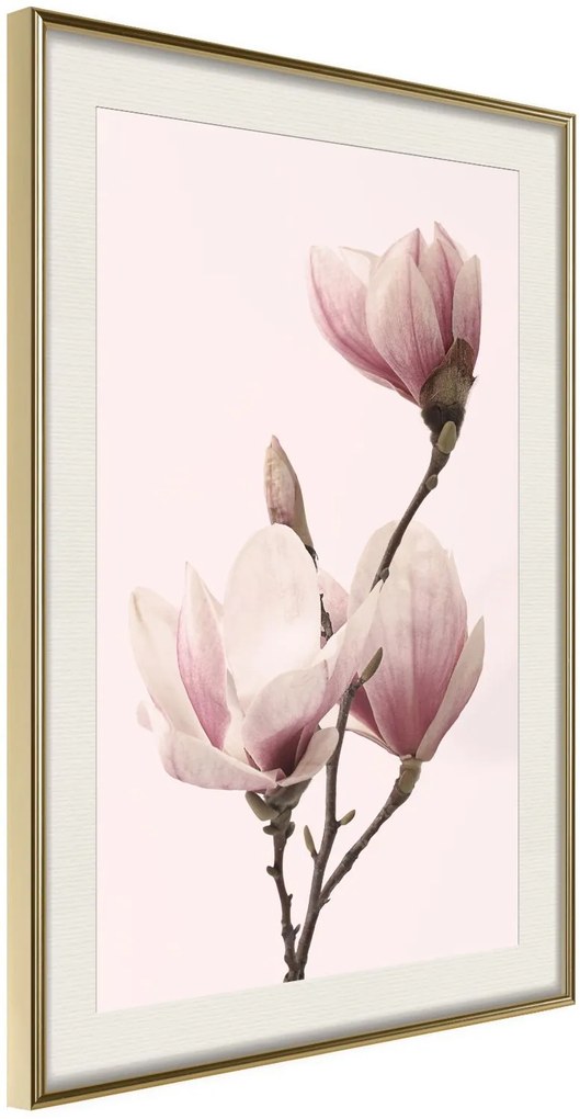 Αφίσα - Blooming Magnolias III - 40x60 - Χρυσό - Με πασπαρτού