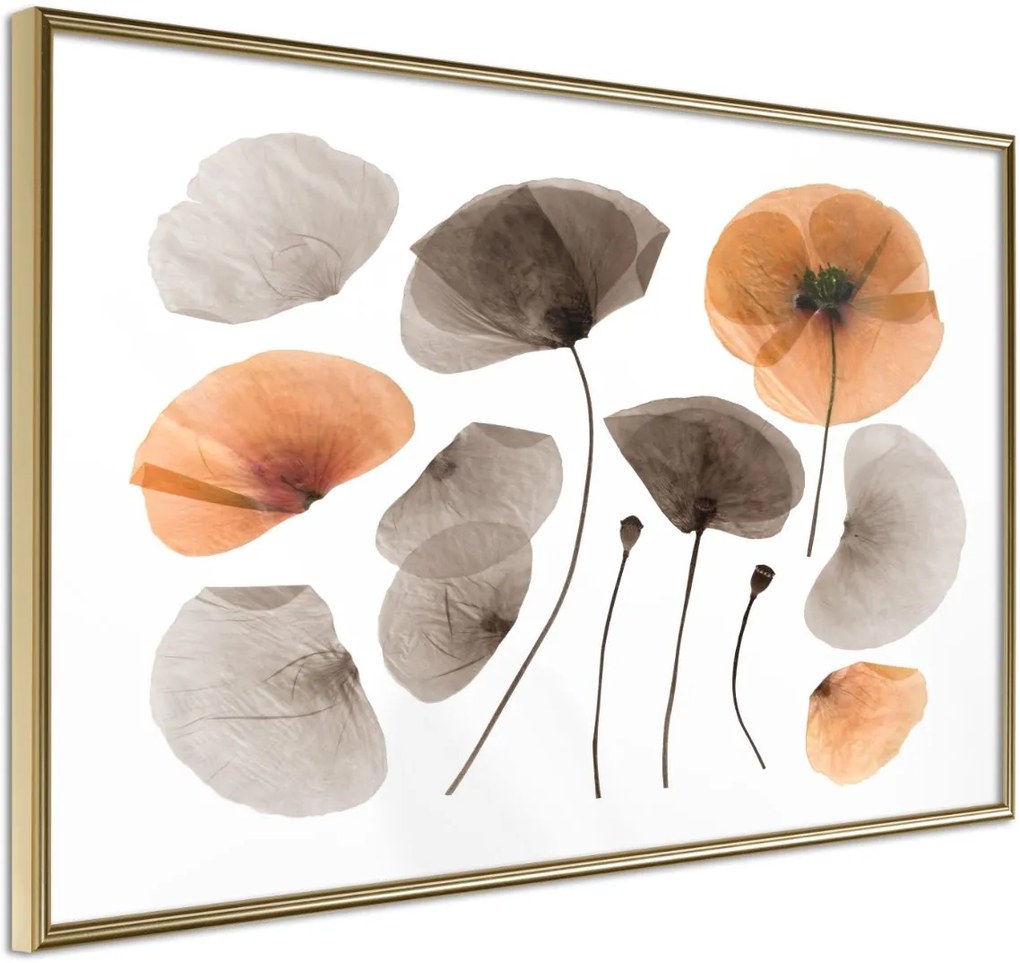 Αφίσα - Dried Poppies - 30x20 - Χρυσό - Χωρίς πασπαρτού