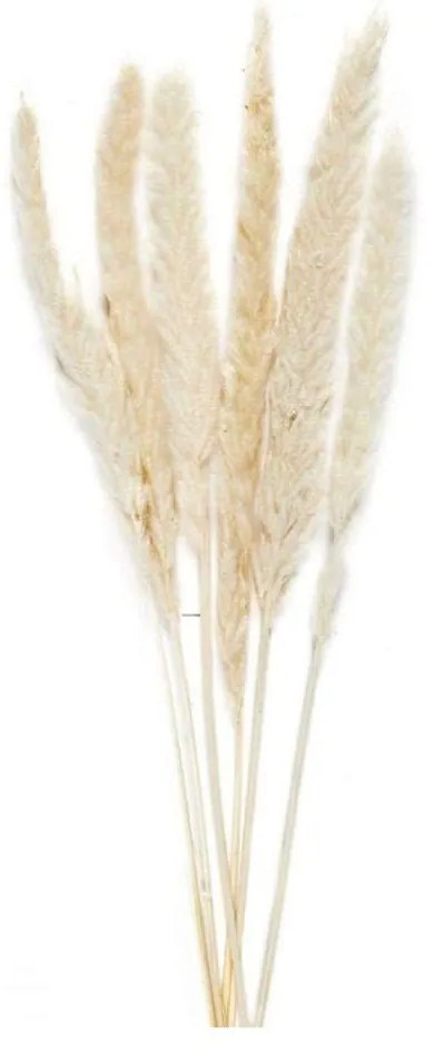 Διακοσμητικά Λουλούδια White Phragmitos (Σετ 6Τμχ) LBTAH-AX70127 70cm Ecru Andrea House