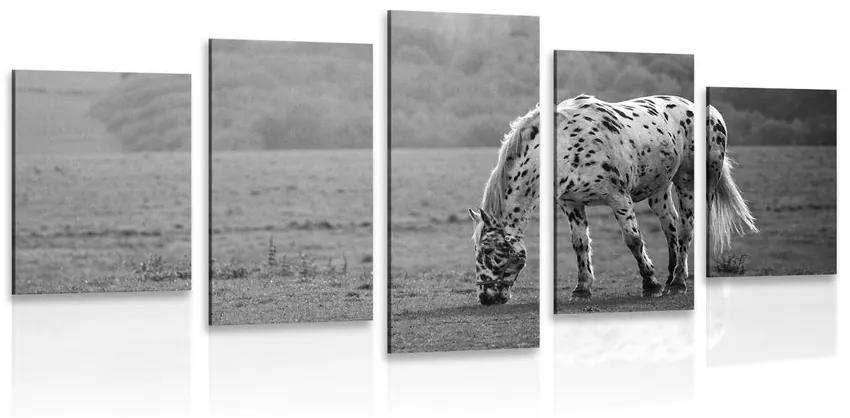 Εικόνα 5 μερών ενός αλόγου σε ένα λιβάδι σε ασπρόμαυρο - 100x50